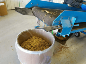 Ginseng Harvest: A Peak Into Ginseng Production - New Green Nutrition
