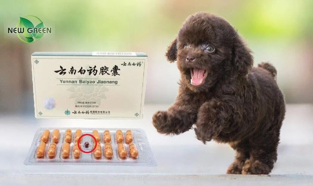 Where to Locate the Yunnan Baiyao Red Pill and Understanding the Usage - New Green Nutrition