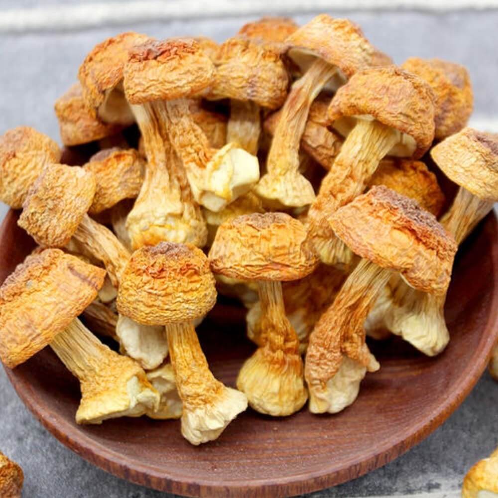 Premium Grade Dried Agaricus Blazei Mushrooms (1LB) - Buy at New Green Nutrition