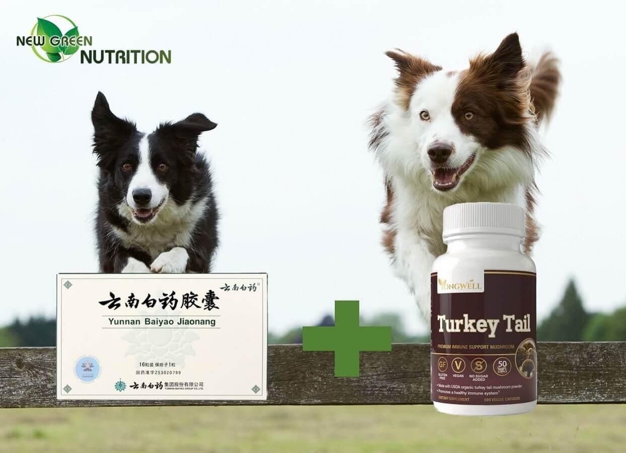 Harnessing the Power of Yunnan Baiyao and Turkey Tail for Optimal Pet Health - New Green Nutrition