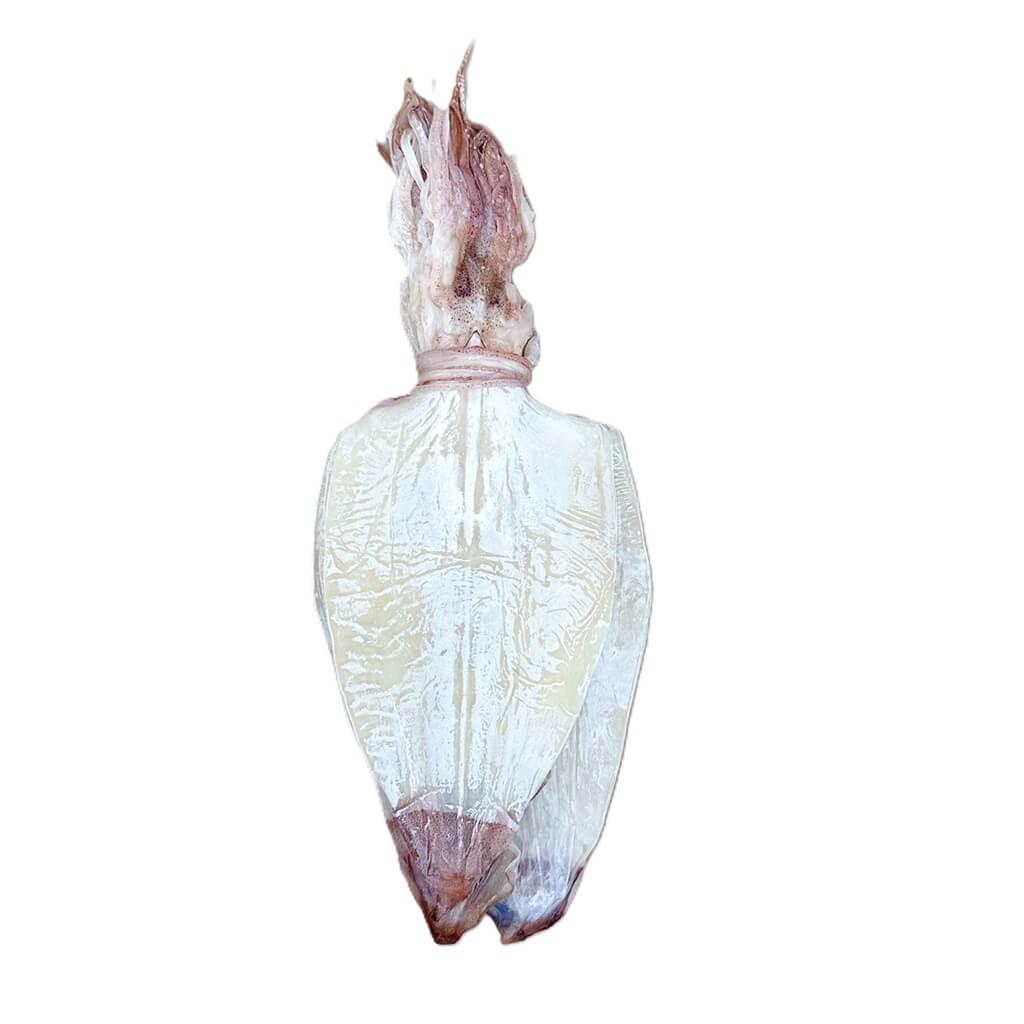 Grand Gift Premium Grade Dried Skinless Squid, Dried Calamari (1LB)