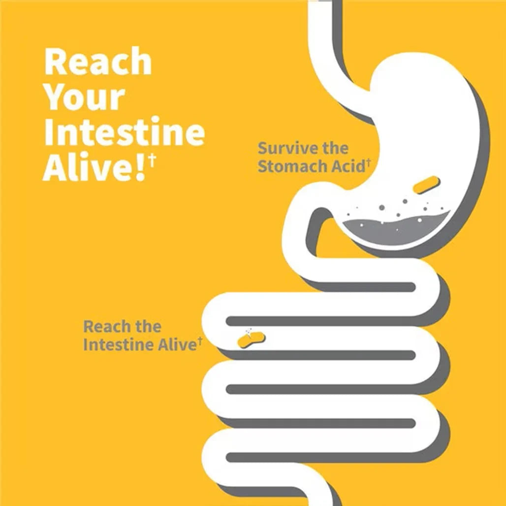 Garden of Life Dr. Formulated Probiotics 100 Billion Pre + Pro + Postbiotics (30 Vegetarian Capsules) - Buy at New Green Nutrition