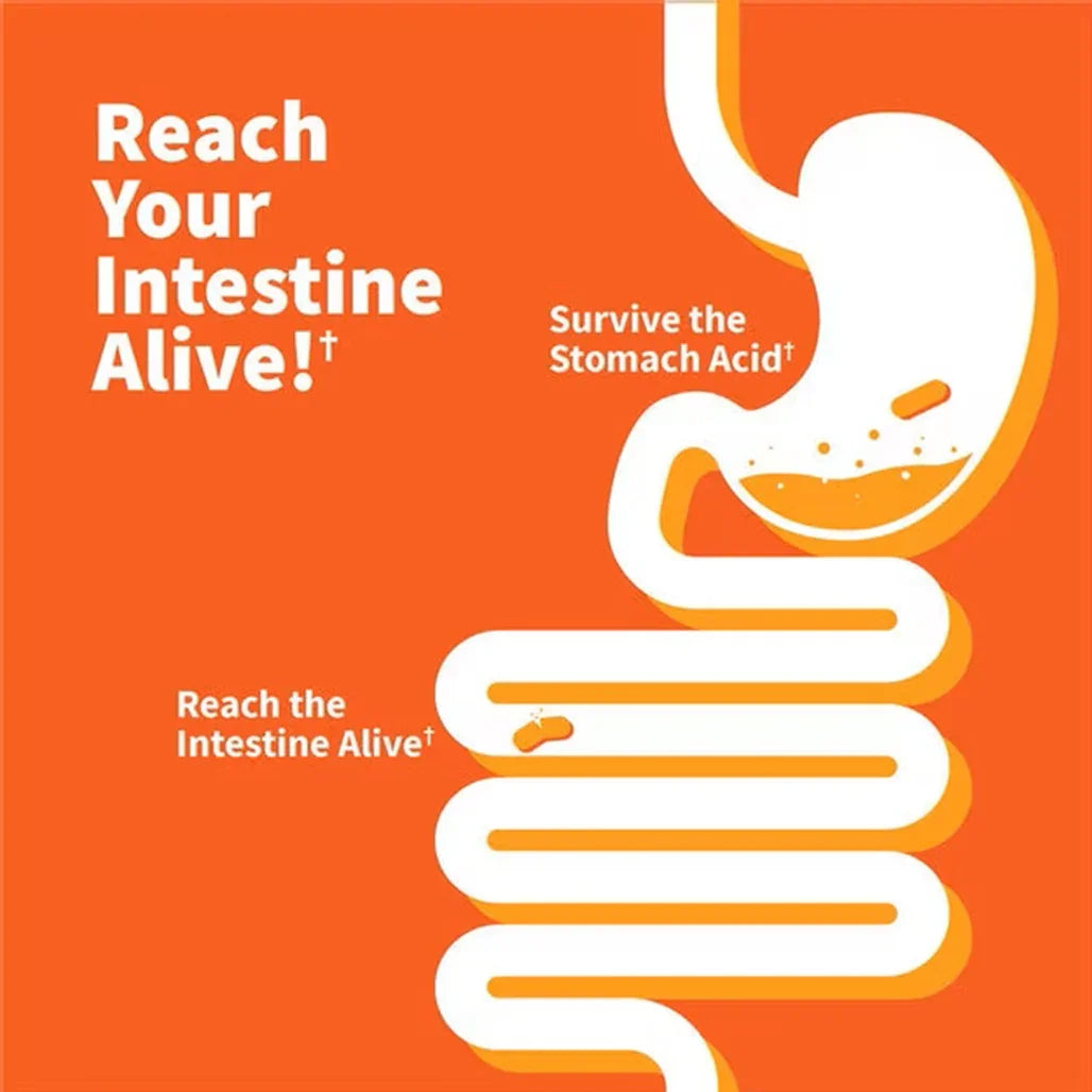 Garden of Life Dr. Formulated Probiotics 30 Billion Pre + Pro + Postbiotics (30 Vegetarian Capsules) - Buy at New Green Nutrition