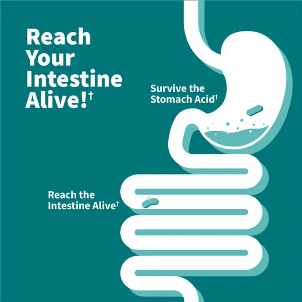 Garden of Life Dr. Formulated Probiotics Calm Pre + Pro + Postbiotics 50 Billion (30 Vegetarian Capsules) - Buy at New Green Nutrition