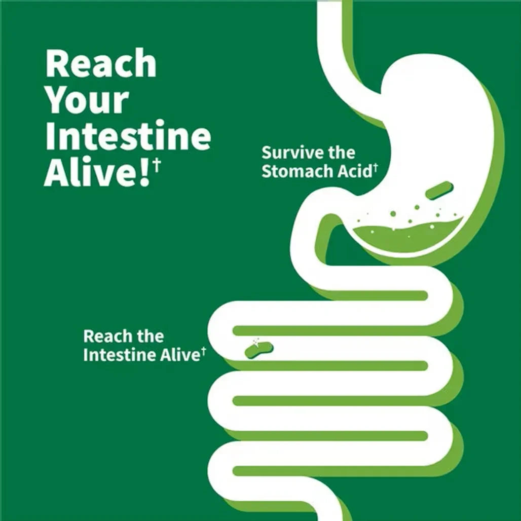 Garden of Life Dr. Formulated Probiotics Immune Pre + Pro + Postbiotics 50 Billion 30 (vegetarian Capsules) - Buy at New Green Nutrition