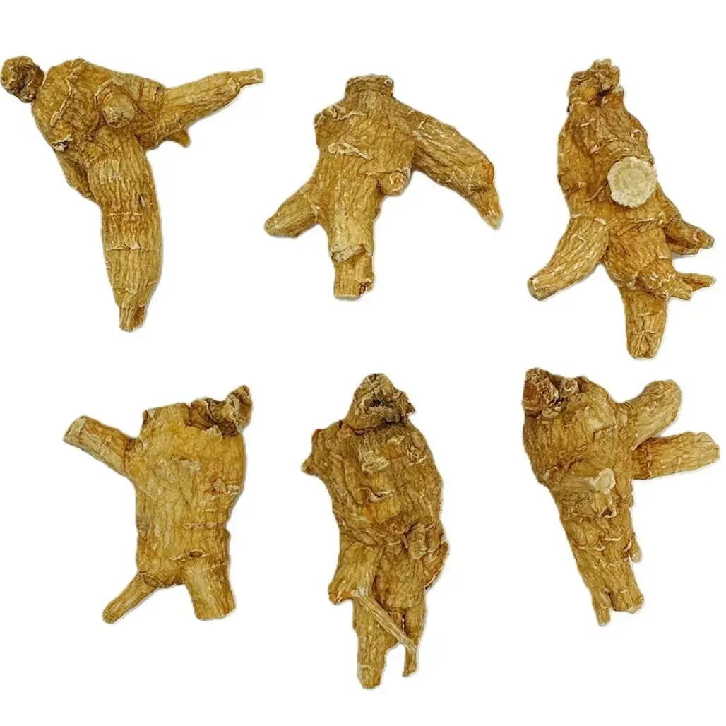 Hand Selected A Grade American Ginseng Root - Large Round Jumbo Size (4 Oz. Box) - Buy at New Green Nutrition