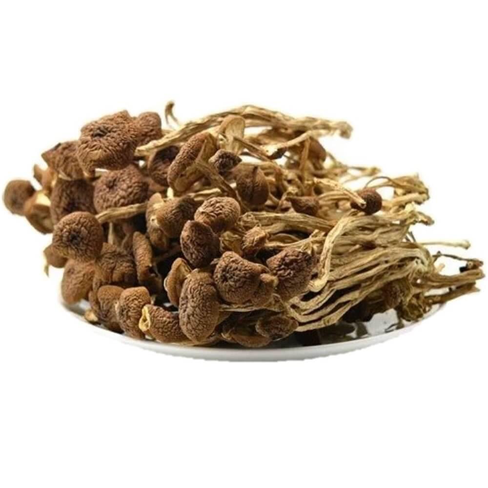Premium Agrocybe Aegerila Dried Mushroom (8oz.) - Buy at New Green Nutrition