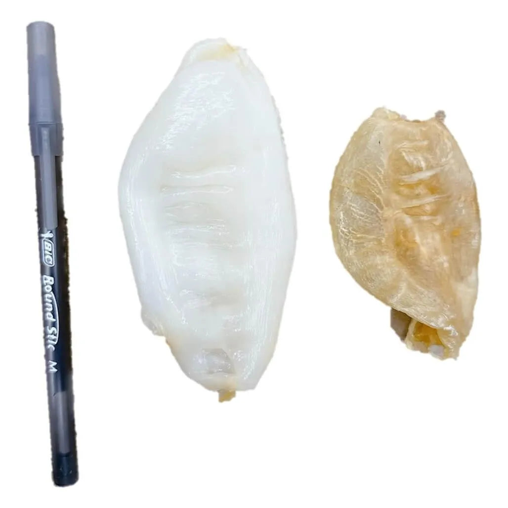 Premium Dried Croaker Fish Maw Medium Size (8oz) - Buy at New Green Nutrition