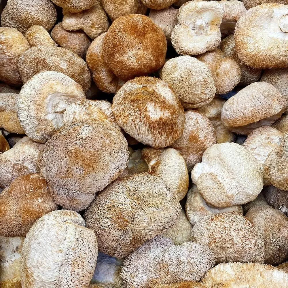 Premium Dried Lion's Mane Mushroom (8oz) - Buy at New Green Nutrition