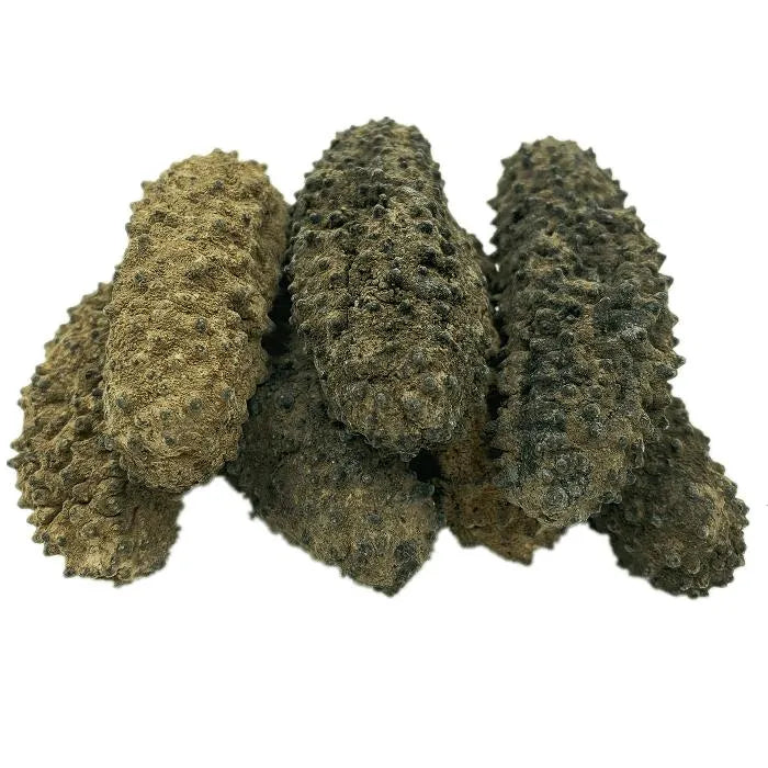 Selected Mexico Wild Caught Dried Curved Sea Cucumber - Extra Large (1 lb) - Buy at New Green Nutrition