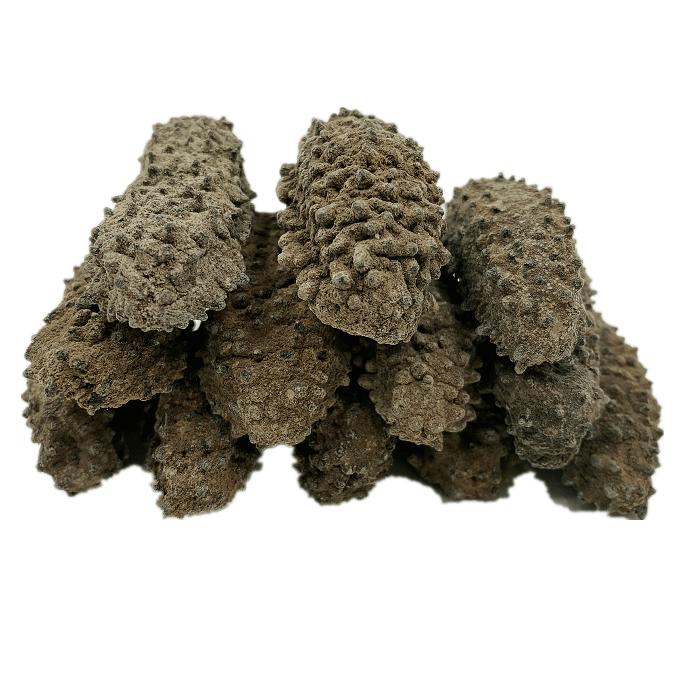 Selected Mexico Wild Caught Dried Curved Sea Cucumber - Large (1 lb) - Buy at New Green Nutrition