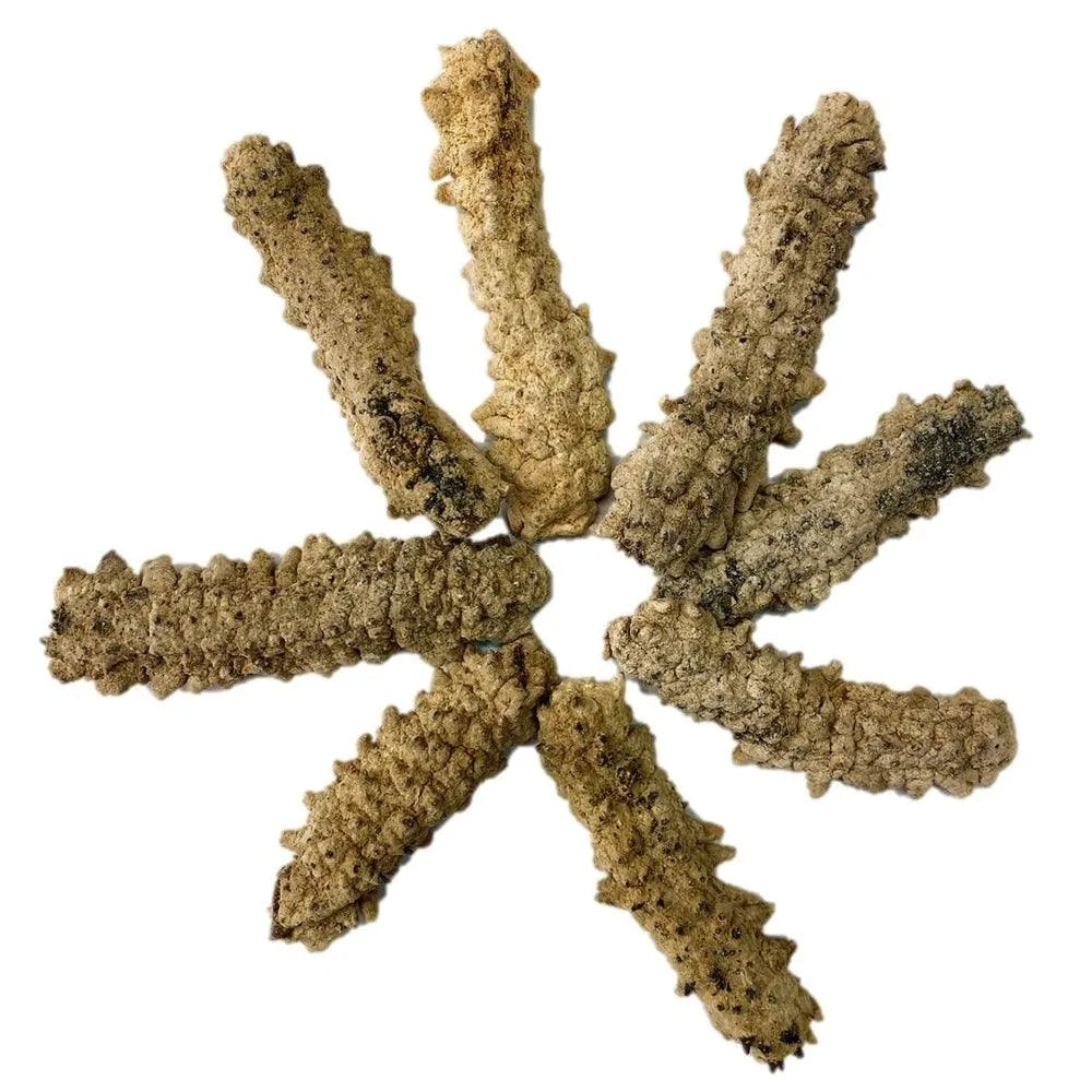South America Wild Caught Dried Sea Cucumber Medium Size (1 LB) - Buy at New Green Nutrition