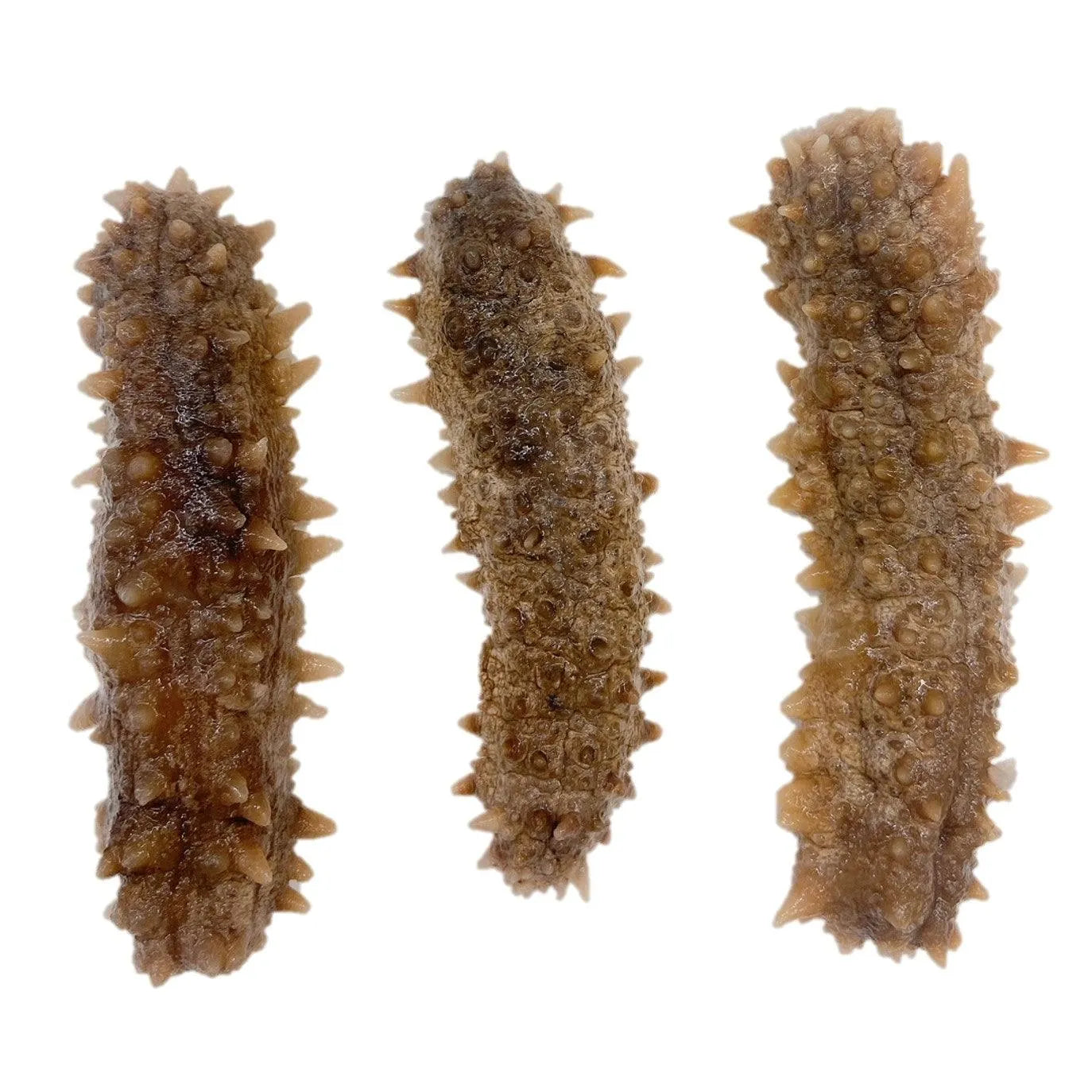 South America Wild Caught Dried Sea Cucumber Medium Size (1 LB) - Buy at New Green Nutrition