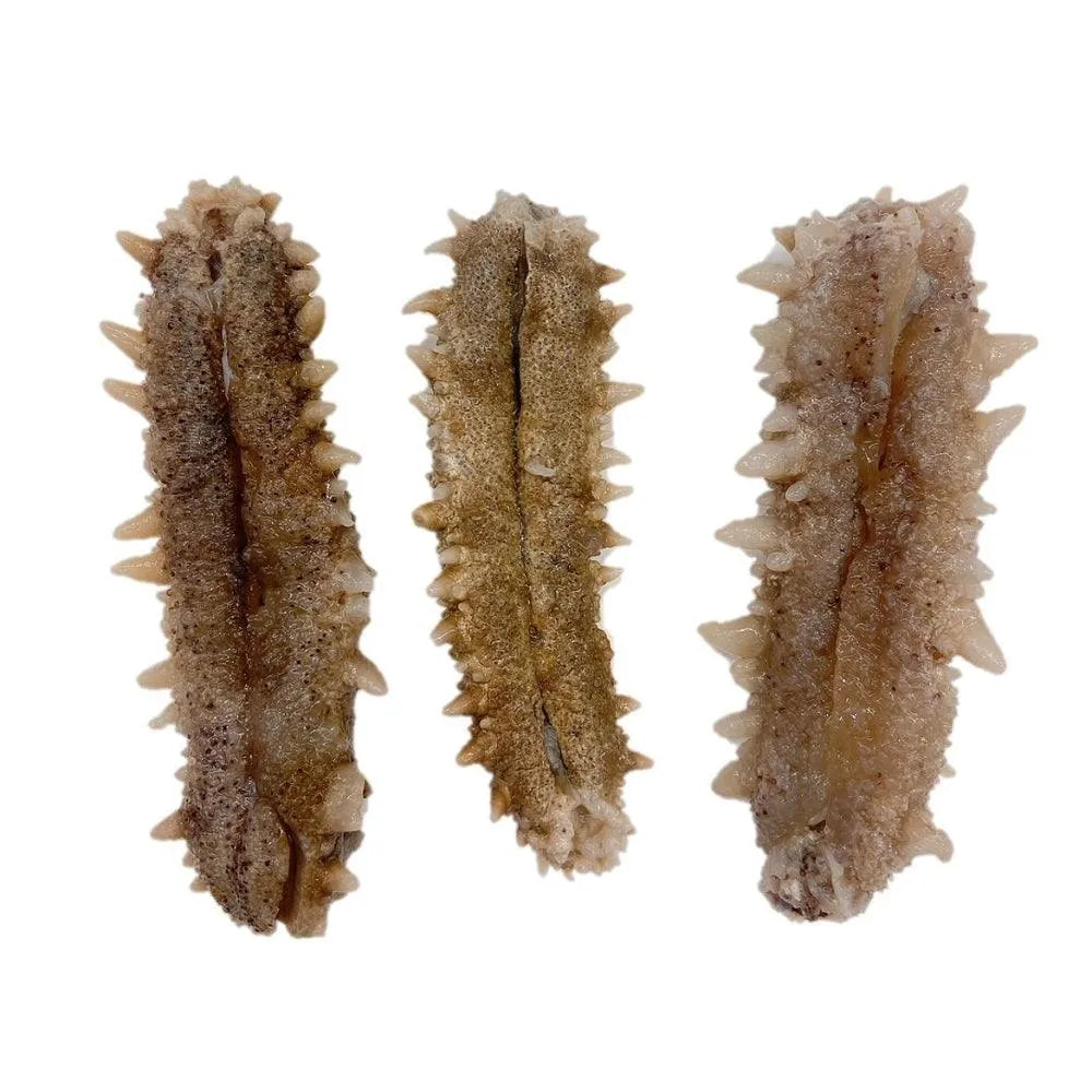 South America Wild Caught Dried Sea Cucumber Medium Size (1 LB) - Buy at New Green Nutrition