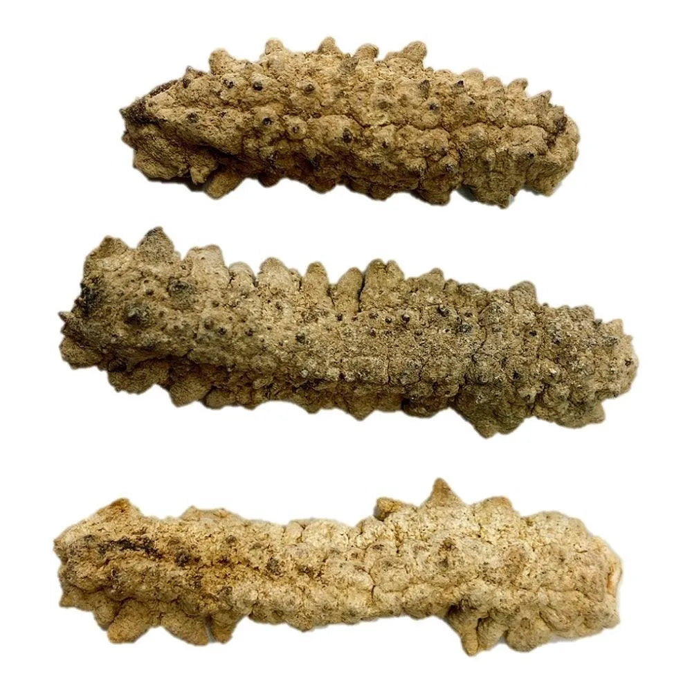 South America Wild Caught Dried Sea Cucumber Medium Size (1 LB) - Buy at New Green Nutrition