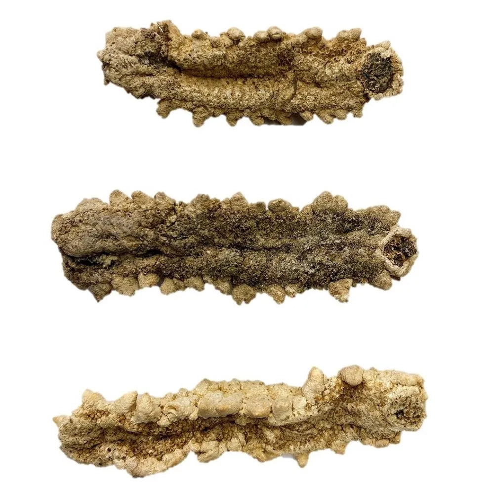 South America Wild Caught Dried Sea Cucumber Medium Size (1 LB) - Buy at New Green Nutrition