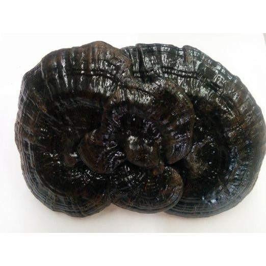 Wild Black Reishi (1 Lb) Ganoderma Lucidum - Buy at New Green Nutrition