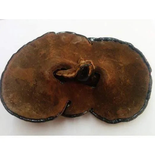 Wild Black Reishi (1 Lb) Ganoderma Lucidum - Buy at New Green Nutrition