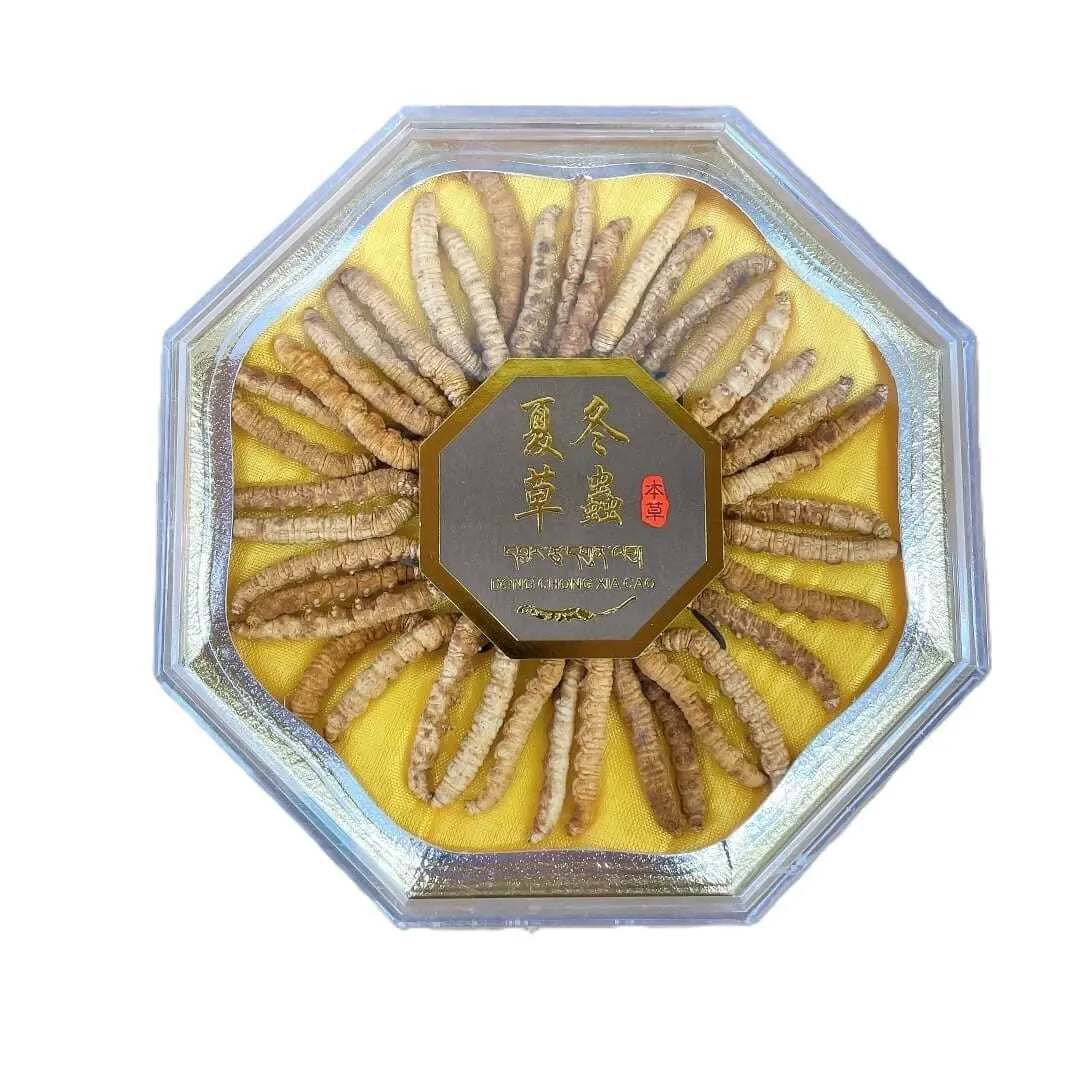Wild Cordyceps Large Size (1/2 oz) - Buy at New Green Nutrition